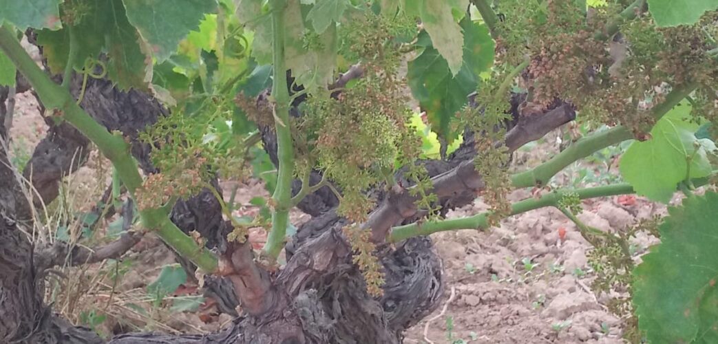 Mildiu PladelPenedes2 1043x500