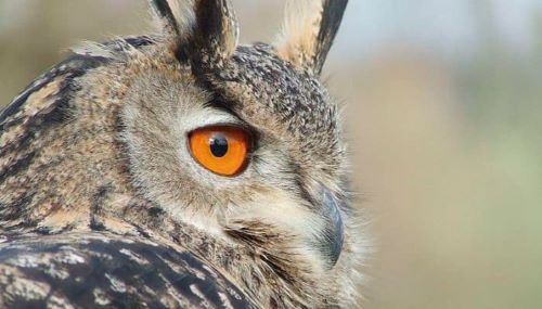 N02 rapinyaires 500px.JPG 1243516883