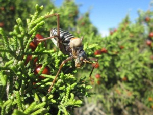 Somereta DavidIturria 300px.jpg 1659471512