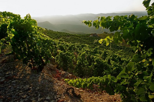 paisatges priorat