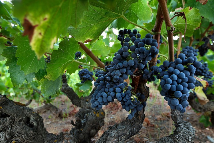 Una bona campanya acompanya la primera Festa de la Verema de la DO Montsant