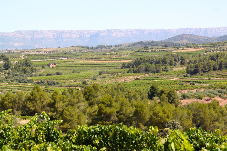 paisatge_priorat.jpg